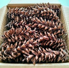 松ぼっくり(70個) ストローブマツ ★訳あり★ 自然 キャンプ アウトドア 着火剤 素材