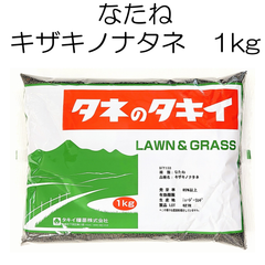 なたね種子　キザキノナタネ　1kg　タキイ種苗【種】菜の花の種　搾油用の定番品種　景観用