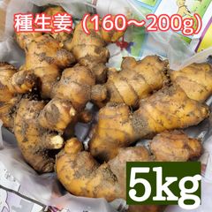 種生姜(土佐一大生姜 約160～200g)5kg