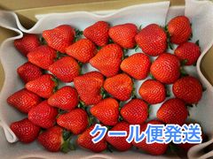 【クール便発送】新鮮いちご　1キロ超