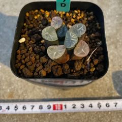 桜水晶 ハオルチア 多肉 抜き苗 美苗 - メルカリ