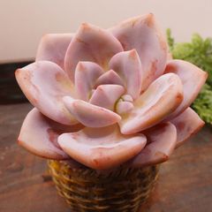 MA058	ラバンバ	【イータニク】多肉植物　韓国苗　第四種郵便発送