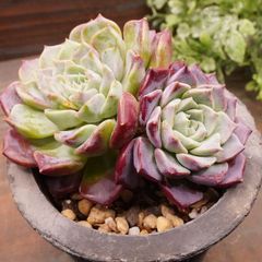 MA141	ハナルム	【イータニク】多肉植物　韓国苗　第四種郵便発送
