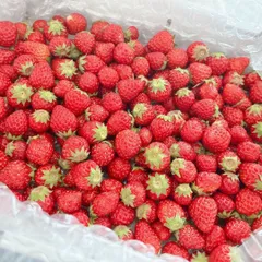 送料無料】紅ほっぺ 小粒いちご 1kg※ 期間限定商品《お届け期間