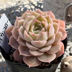 多肉植物 ☘️ オウンスロー 抜き苗