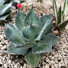 早い者勝ち！アガベ狼人錦　中縞斑極上株　超美形変わり斑入り アガベ チタノタ 狼人錦 中斑錦 Agave titanota were wolf White