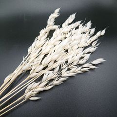 大地農園 アベナ オフホワイト小分け 10本