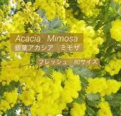 31 しょーたん様❤︎専用　フレッシュ　ミモザ　80サイズ　2月中旬〜下旬の発送予定　ふわふわ〜先端つぽみまで　ふわふわミモザイエロー　可愛い　銀葉アカシアミモザ