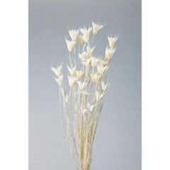 Item thumbnail for item 6d92ad66-d983-48af-bad5-a65f92da6703