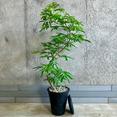 厳選された植物と鉢】美形 幹太 オリーブの木 souju ネバディロ