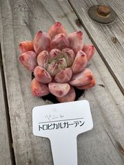 ペニャ　エケベリア　トロピカルガーデン　多肉植物