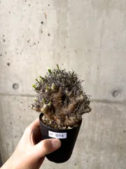 チレコドン　レティキュラータス　No.001　鉢、送料込　メルカリ便 チレコドン レティキュラータス No.001 鉢、送料込 メルカリ便