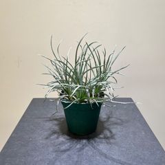 ディッキア　コリスタミネア　抜き苗