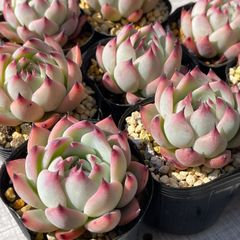 桃太郎　多肉植物　エケベリア　1苗