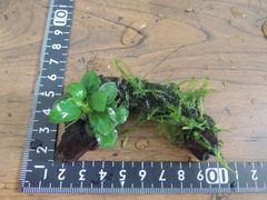 317．流木付き水草 アヌビアスナナプチ 南米ウィローモス
