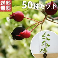 超逸品。ジューンベリー大株立ち2.5M(鉢底から)品番C◎シンボルツリー