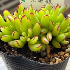 990多肉　１０６ × １２６　 コロラータ　札付　抜き苗【特定記録】第四種郵便 6nX4HkF5T94QEsGebQVTmK.jpg@jpg