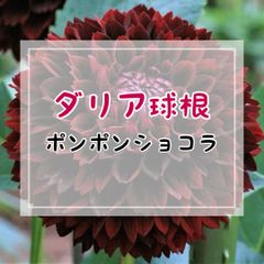 【球根】ダリア・ポンポンショコラ（ボール咲き・中型ボール咲・中高性）／1球
