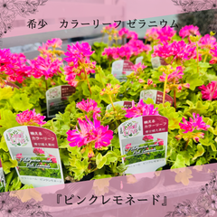 希少　ゼラニウム：ピンクレモネード　２苗 （3.5号）カラーリーフゼラニウム　変わり咲き　寄せ植え　鉢花 人気