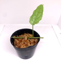 ユッカ 　根＆新芽付き ユッカ 根＆新芽付き