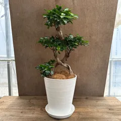 R*i様 発根済み⬛︎ 白 パンダ ガジュマル ⬛︎ 希少 2025年最新】パンダガジュマル 斑入りの人気アイテム - メルカリ