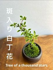 ミニ盆栽　斑入り白丁花　黒焦茶の鉢