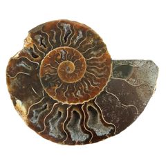 原石・全貌】アンモナイト 化石 標本 マダガスカル産 159g 80mm 肋が