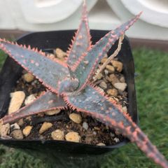 多肉植物アロエ属　シャインピンクライン