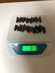 工場直売　関西産A級品 乾燥赤なまこ  100g20本(計量時100g22本)