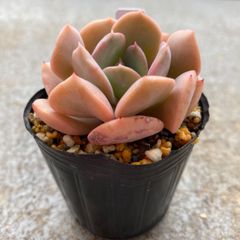 多肉植物 カット苗 エケベリア エキゾチック 発根済