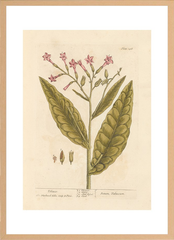世界の名画 100年前 アートポスター ボタニカル 植物 果物 ハーブ ヴォイニッチ手稿 絵画 おしゃれ レトロ ポップ インテリア フレームなし （A3サイズ）（ポスターのみ）