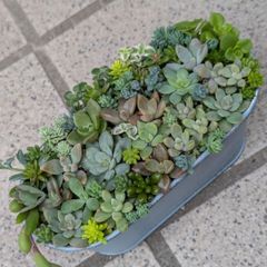多肉植物 抜き苗 セダム寄せ植えセット 8×8 - メルカリ