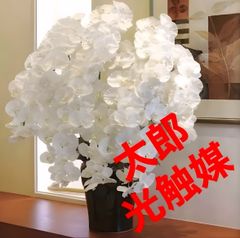 光触媒 人工観葉植物 ウォールグリーン フェイクグリーン カサブランカ