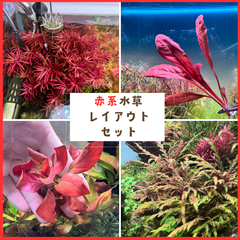 赤系水草セット４種　ロタラ・サモラス・ルドウィジア・ピンナティフィダ