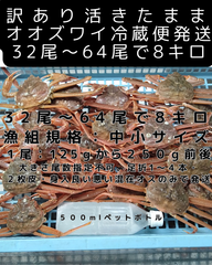 活きたまま冷蔵便　訳ありオオズワイ　オス　３２尾～６４尾で８キロ