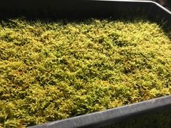 有福MOSS 栽培ハイゴケ