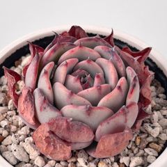 【多肉植物】エケベリア・ラウレンシス Echeveria 'Laulensis'