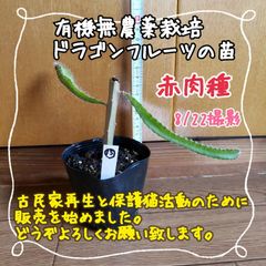 【新芽ぐんぐん♪】無農薬栽培ドラゴンフルーツの苗⑮