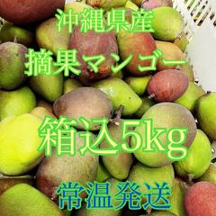 摘果マンゴー　グリーンマンゴー　青マンゴー　箱込5kg