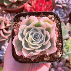 多肉植物　ルノーディン　るる農園