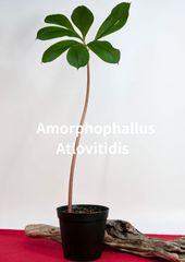 安いAmorphophallus Amorphophallusの通販商品を比較 | ショッピング情報のオークファン