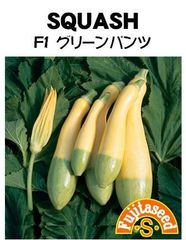 ＜野菜の種＞ズッキーニ　F1　グリーンパンツ　たね　８粒