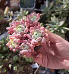 ☆氷の花☆２ポットセット♪多肉植物