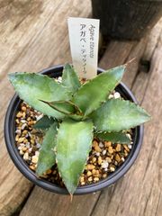 アガベ、チタノタブルー