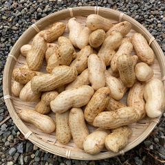 神奈川県産の生落花生！ 農薬：栽培期間中不使用＆無化学肥料！「おおまさり」大粒1kg ※今季終了いたしました。