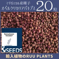 セール！種20粒　オペルクリカリア・パキプス種子のサムネイル