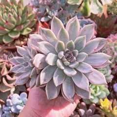 くぅー様