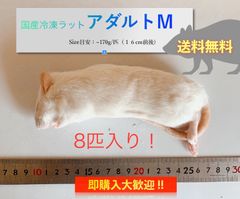 【送料無料】国産冷凍ラットアダルトM８匹入@即購入OK！北海道・沖縄の方も送料無料です！