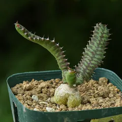飛龍　ステラータ　美株 発根済み isla del pescado - Euphorbia stellata-飛竜