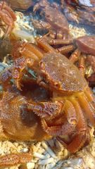 5キロ　活ホタテ　北海道産 北海道 5キロ 活ホタテ！大サイズ | 魚介類/ホタテ 産直アウル